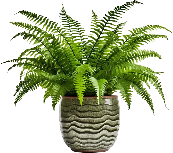 Fern 2
